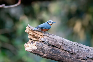 Wall Mural - A beautiful Chestnut-bellied Nuthatch perched on top of a branch on the outskirts of Sattal city in Uttarakhand 