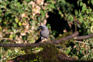 Wall Mural - A gray treepie perched on a tree branch feeding on seeds in the outskirts of Sattal in Uttarakhand