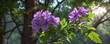 © Saksakon - A delicate shali violet flower blooming on a leafy branch in the shade of a tree , garden, blossoms, nature scenery