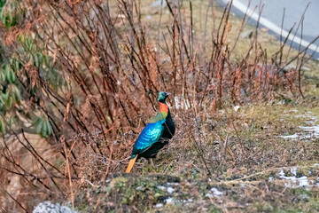 Wall Mural - A beautiful himalayan Monal forging on the ground underneath snow on the mountain of Tunganath in Chopta, Uttarakhand 