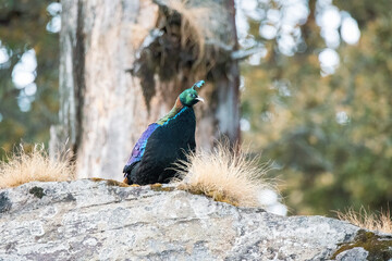 Wall Mural - A beautiful himalayan Monal forging on the ground underneath snow on the mountain of Tunganath in Chopta, Uttarakhand 