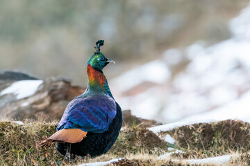 Wall Mural - A beautiful himalayan Monal forging on the ground underneath snow on the mountain of Tunganath in Chopta, Uttarakhand 