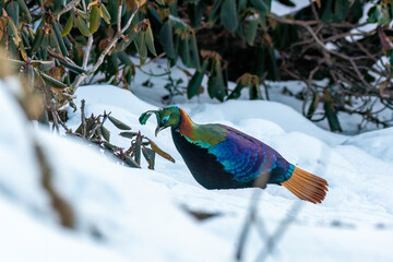 Wall Mural - A beautiful himalayan Monal forging on the ground underneath snow on the mountain of Tunganath in Chopta, Uttarakhand 