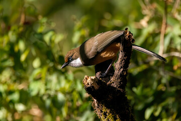 A white-throated laughingthrush perched on a tree on the outskirts of Sattal town in Uttarakhand 