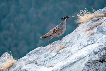 Wall Mural - A Koklass pheasant forging on ground next to a temple on the outskirts of Rudraprayag, Uttarakhand 