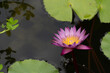© MemoryMan - Pink lotus flower. Water lilly close up. Blossom pink lotus flower.