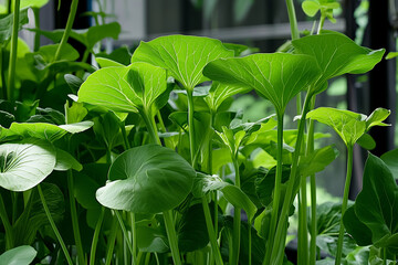 Lush green plants with broad leaves thrive in natural light, showcasing their carbon absorbing properties and adding calming touch to indoor environment