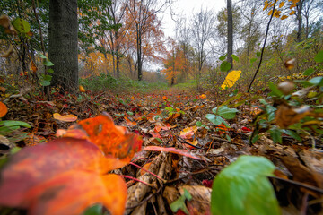 Poster - A vibrant autumn forest with a carpet of orange, red, and yellow leaves.
