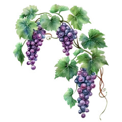 Poster - Grapevine watercolor illustration isolated transparent background