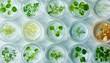 © NanzXy - Petri Dishes with Small Sprouts Showcasing Diverse Plant Growth in a Controlled Environment for Plant Research