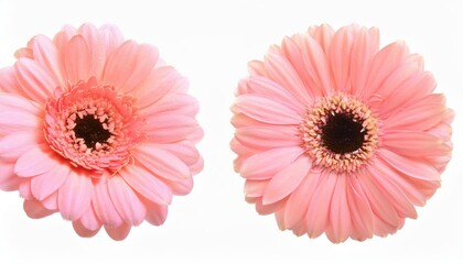 Poster - Delicate Pink Gerbera Daisies in Full Bloom. Close-Up of Spring’s Elegance Perfect for Botanical Art, Nature Photography, Floral Themed Decor, Seasonal Marketing, and Inspirational Content