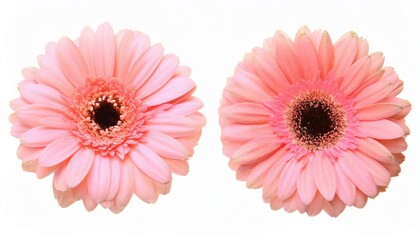 Poster - Delicate Pink Gerbera Daisies in Full Bloom. Close-Up of Spring’s Elegance Perfect for Botanical Art, Nature Photography, Floral Themed Decor, Seasonal Marketing, and Inspirational Content