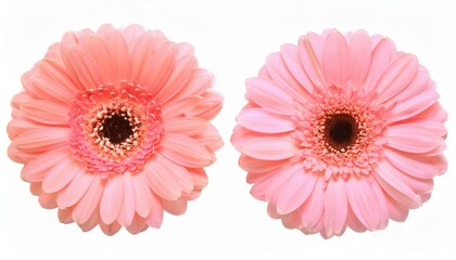 Poster - Delicate Pink Gerbera Daisies in Full Bloom. Close-Up of Spring’s Elegance Perfect for Botanical Art, Nature Photography, Floral Themed Decor, Seasonal Marketing, and Inspirational Content