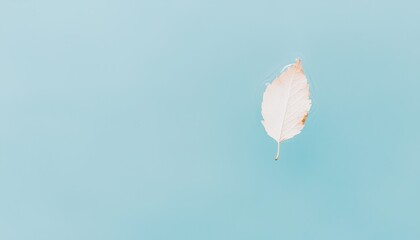 Poster - Single White Leaf Floating Calmly on Tranquil Pond Surface with Soft Blue Background for Peaceful Nature Concepts