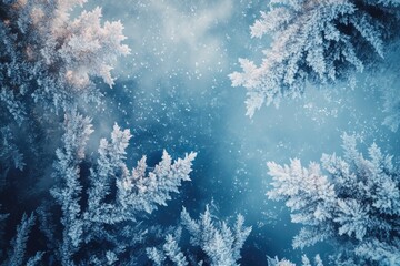 Wall Mural - frosty forest landscape