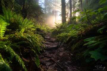 Poster - A misty morning in a dense rainforest with dew-covered leaves and ferns
