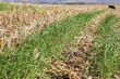 © Peter - wheat cover crop in corn stalks
