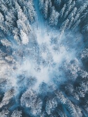 Wall Mural - snowy forest landscape from above