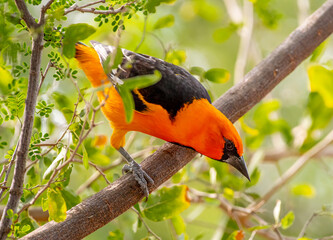 Wall Mural - altamira oriole