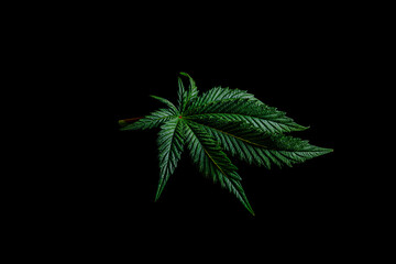 Wall Mural - Fresh green marijuana flower leaf on black table