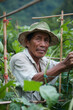 © Alberto Gonzalez  - A farmer wearing a hat tends to plants in a lush green field, demonstrating traditional agricultural practices.