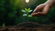 © FocusFusion - Planting seedlings for a sustainable future while nurturing the environment and promoting care for nature during Earth Day celebrations