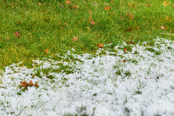 Wall Mural - Snow on the green grass of the lawn. Change of seasons