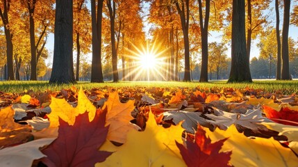 Wall Mural - autumnal park scene with fallen leaves and sunlight.
