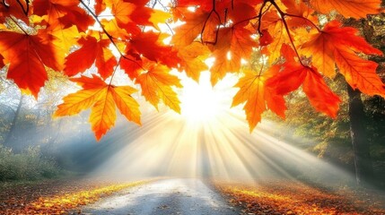 Wall Mural - autumnal sunlight streams through vibrant fall foliage on a pathway.