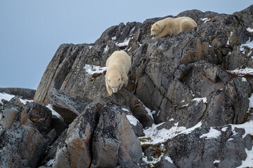 Wall Mural - Two polar bears on the rocky shoreline of Hudson Bay