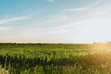 Nebraska cornfield sunset - 1