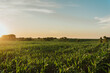 © Rachel - Rural Nebraska Cornfield in sunset