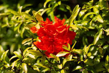 Wall Mural - A pomegranate is flowering. A large orange flower on a pomegranate tree in the garden, macro.