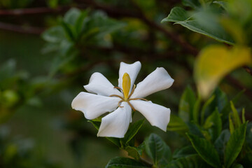 Wall Mural - Gardenia Jasminoides flower blooming in the garden with green leaves. Commonly known as Gardenia and Cape Jasmine, is an evergreen flowering plant in the coffee family Rubiaceae. White flower