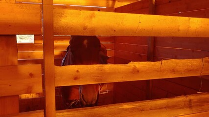 Poster - horses in the stable. Sunset lighting.