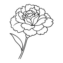 Black and white outline of a blooming carnation flower with detailed petals and a single leaf