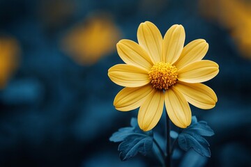 Wall Mural - Freshly blooming chrysanthemums in an array of colors on a farm.