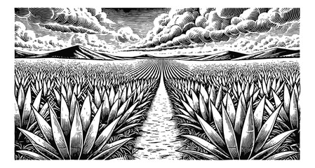 Wall Mural - wide agave field engraving black and white outline