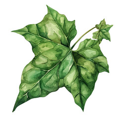 A watercolor vector of an Ivy Leaf, isolated on a white background. Ivy Leaf vector.