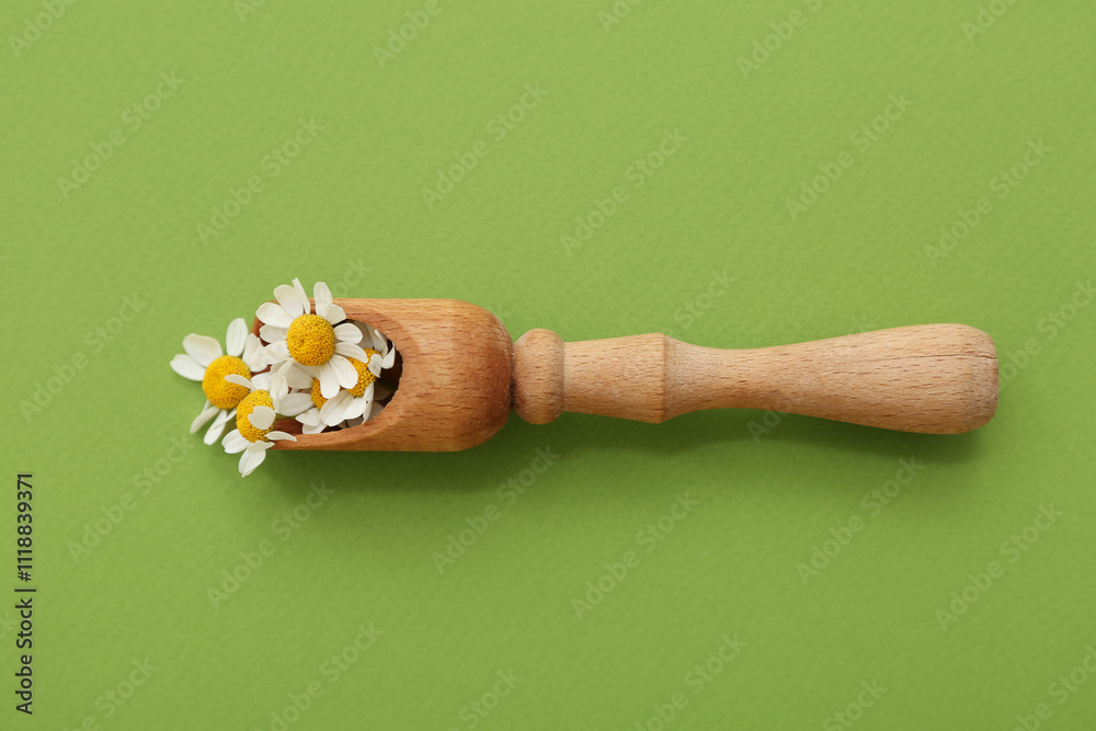 Wooden scoop with chamomile flowers on green background. Top view