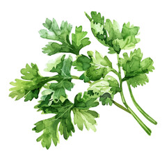 Wall Mural - A watercolor painting of coriander leaves, isolated on a white background. Coriander vector.