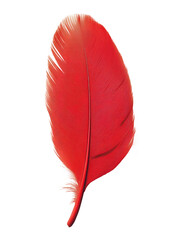 Poster - Red feather isolated on transparent background, natural design and elegance concept