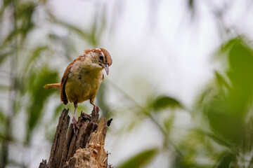 bird on a tree