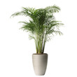 © Oshada - A vibrant indoor flower plant, areca palm on transparent or white background