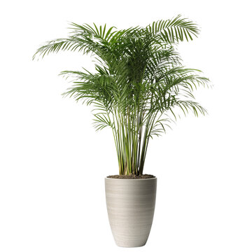 a vibrant indoor flower plant, areca palm on transparent or white background