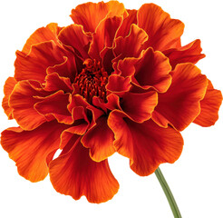 Sticker - Vibrant orange marigold flower in full bloom