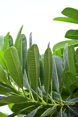 Wall Mural - beautiful green leaf texture in springtime, water drop on frangipani leaves
