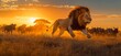© Bayu - Majestic lion chasing wildebeest at sunset in African savanna.