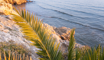 Palm tree leaf is on a rock near the ocean