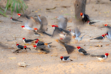 Wall Mural - Yellow-billed cardinal flock on ground